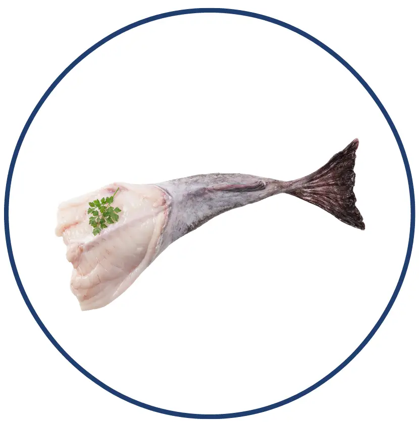 Queue de lotte-Sedna-Seafood