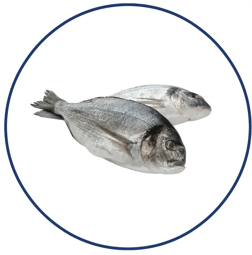 Sea bream-Sedna-Seafood
